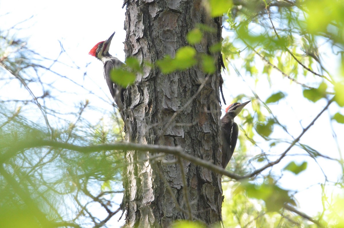 Pileated Woodpecker - ML440158651