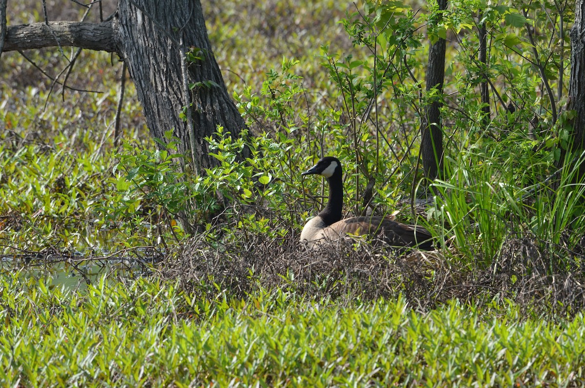 Canada Goose - ML440158861