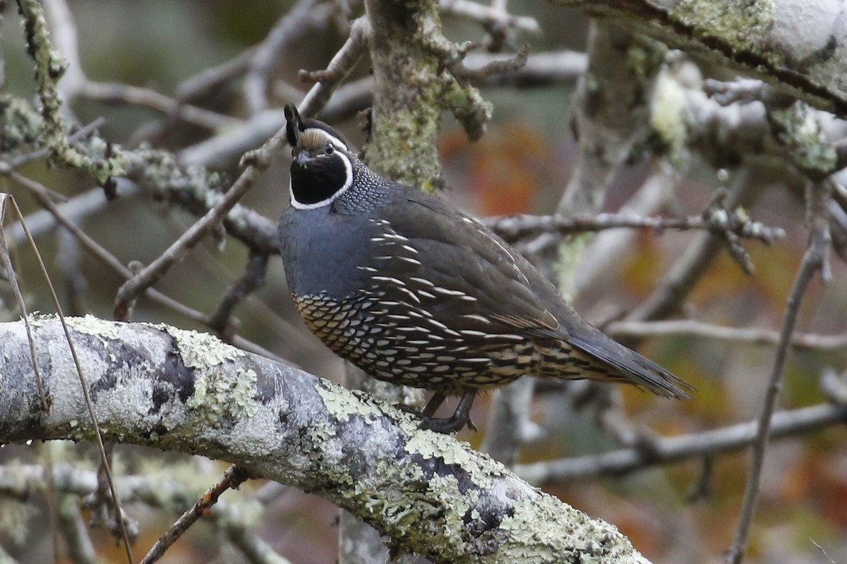 California Quail - ML44016001