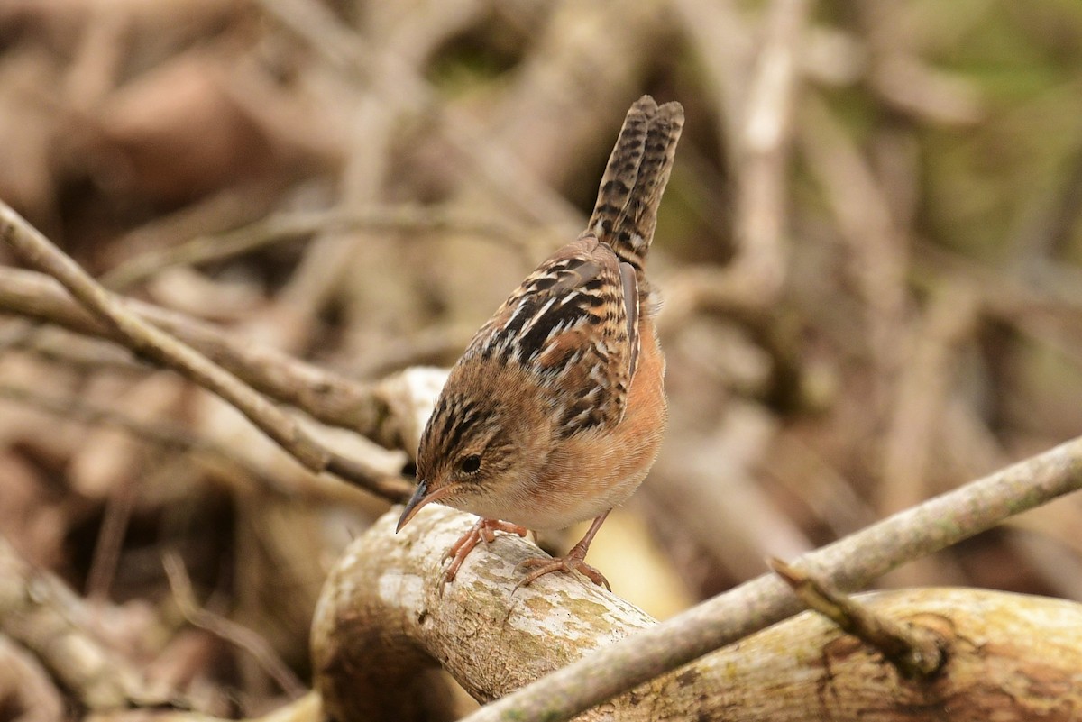 Sedge Wren - Terri Kershaw