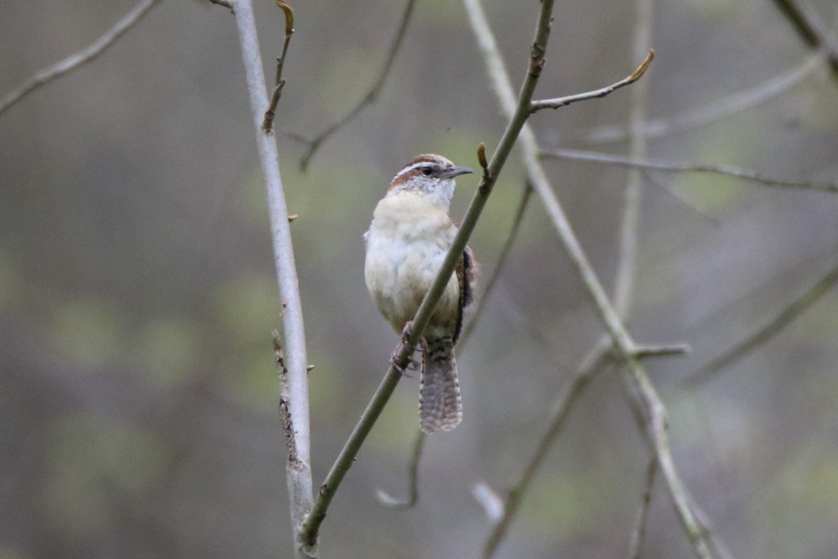 Carolina Wren - ML440161801