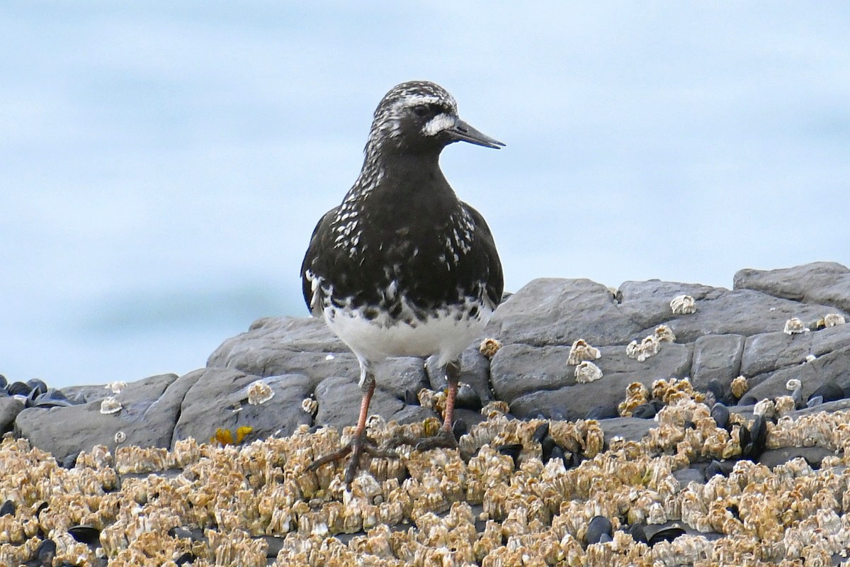 Black Turnstone - ML440162091