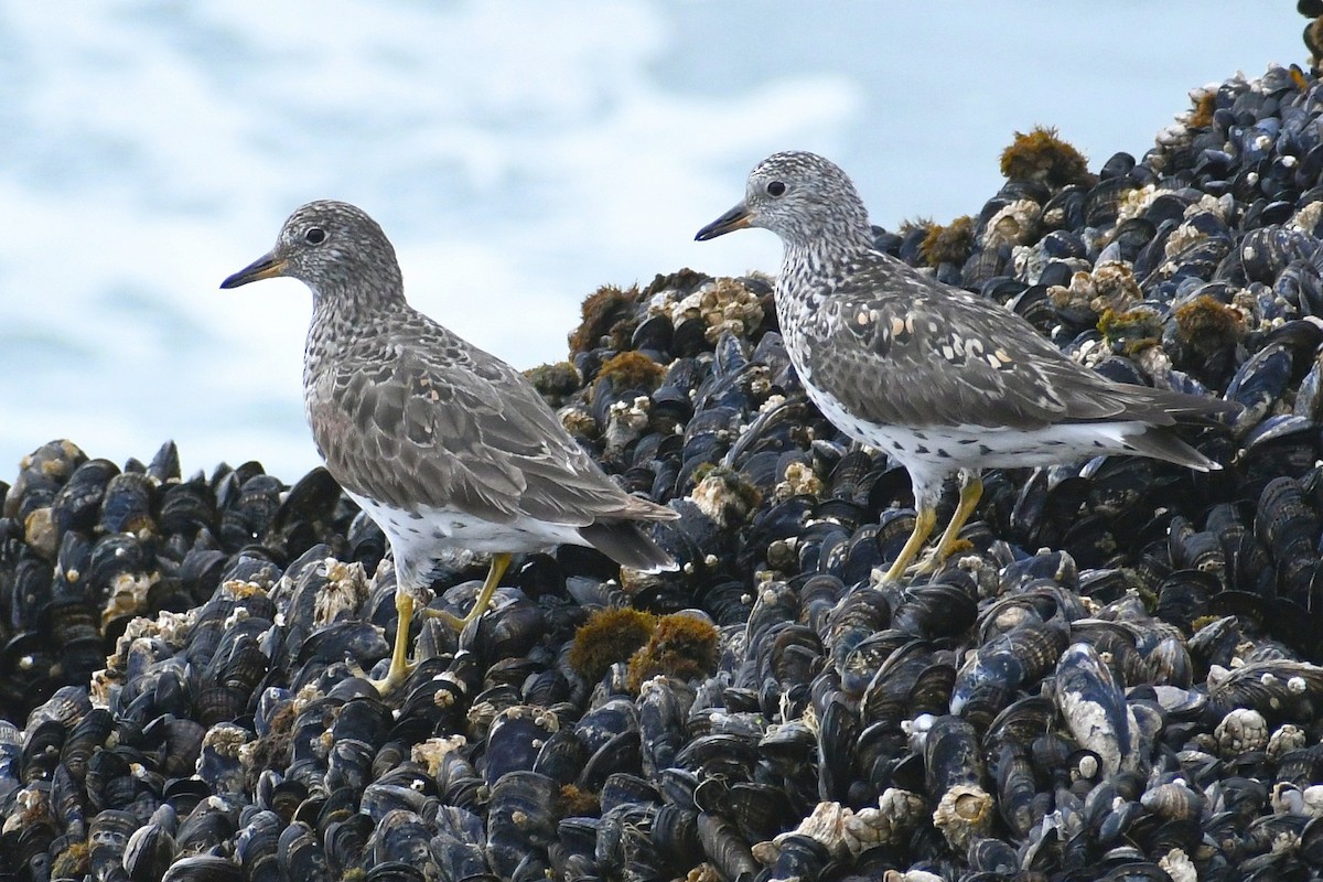 Surfbird - ML440162261