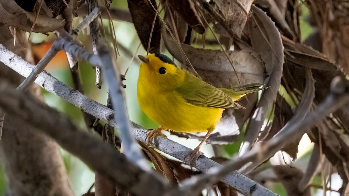 Wilson's Warbler - ML440163021