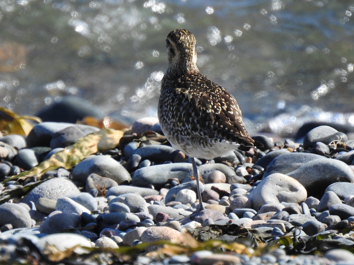 Pacific Golden-Plover - ML440164871