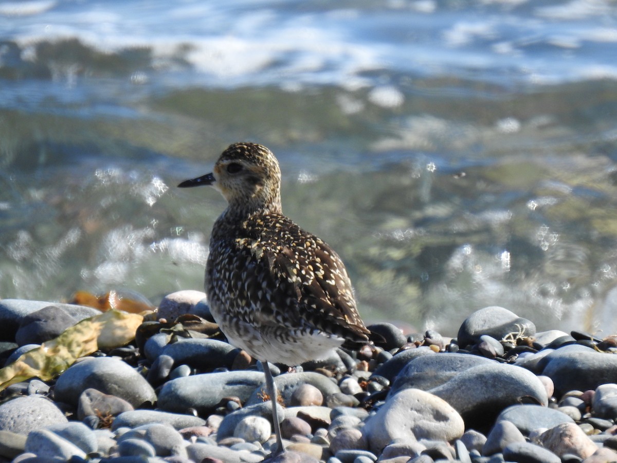 Pacific Golden-Plover - ML440164901