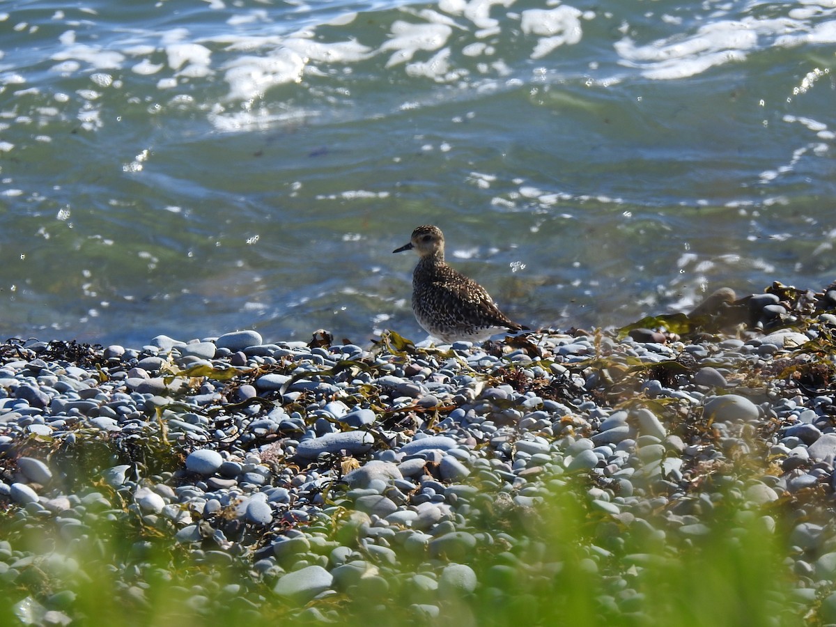 Pacific Golden-Plover - ML440164911