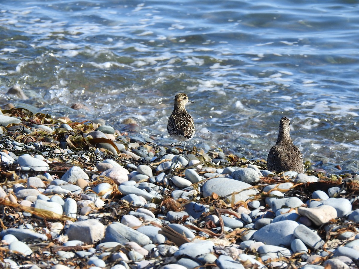 Pacific Golden-Plover - ML440164931