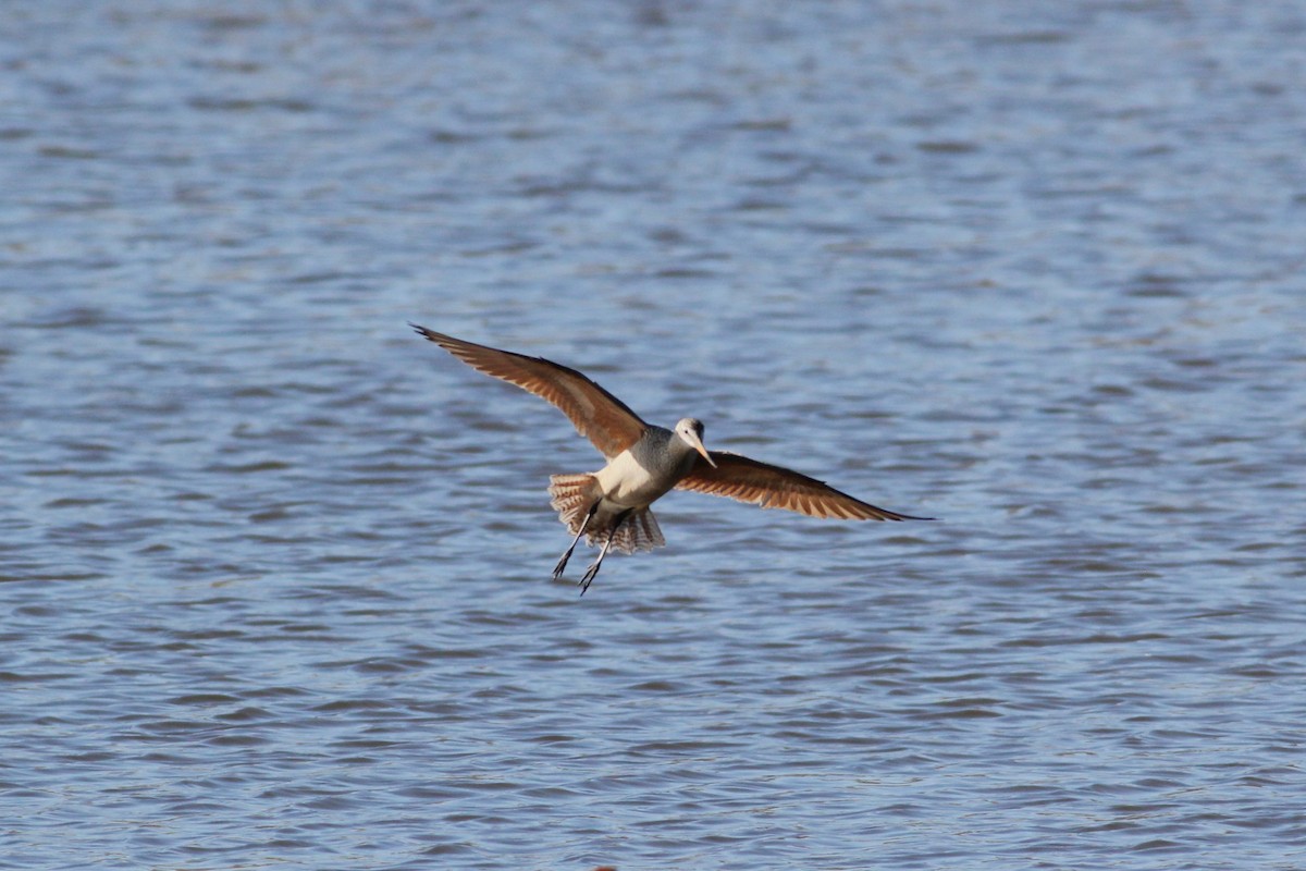 Marbled Godwit - Anna Connington