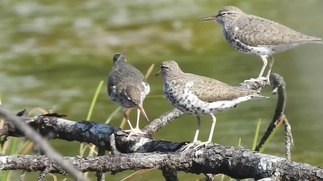 Spotted Sandpiper - ML440166081