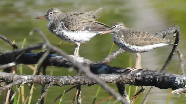 Spotted Sandpiper - ML440166151