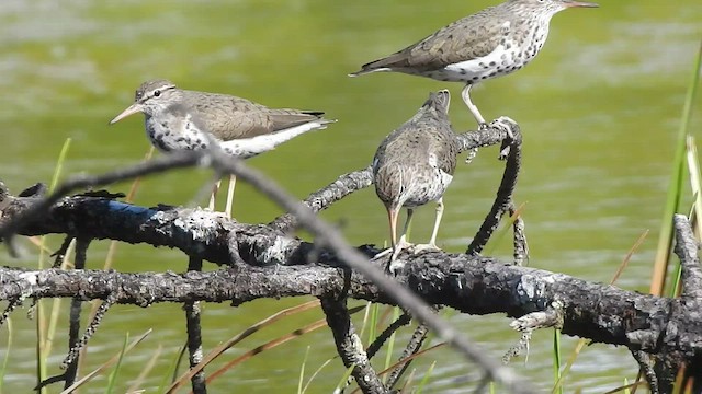 Spotted Sandpiper - ML440166241