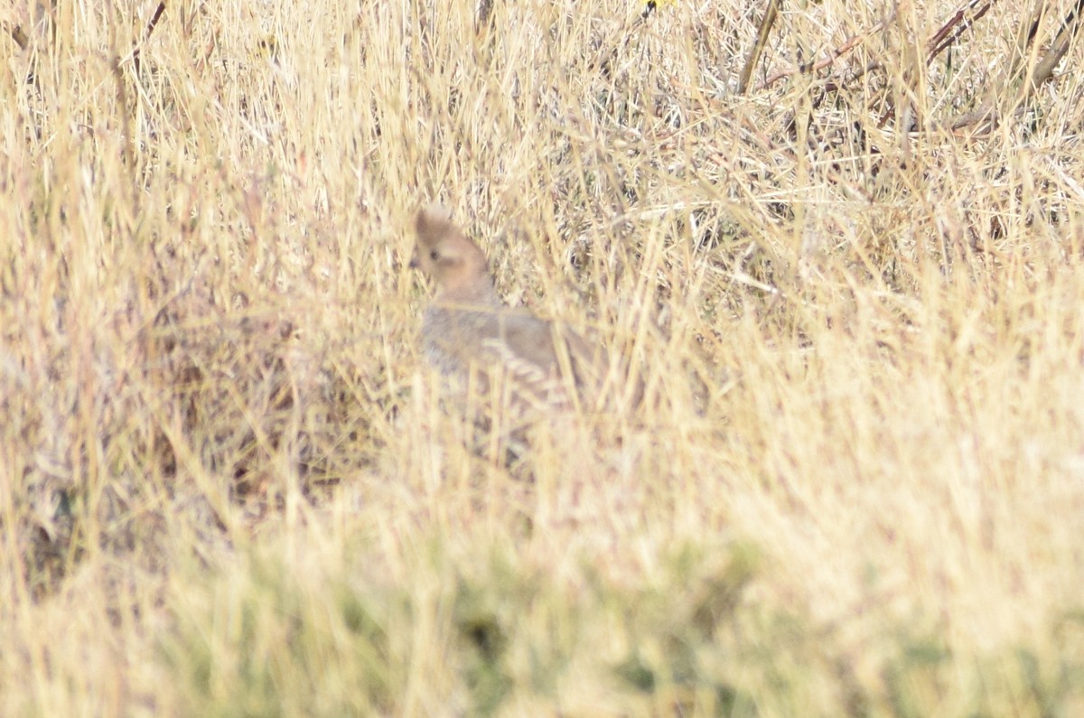 Scaled Quail - ML440166911