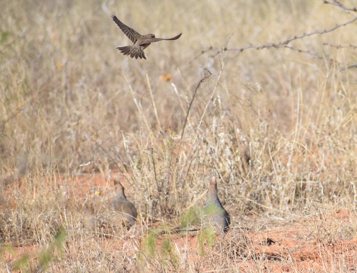 Scaled Quail - ML440166951