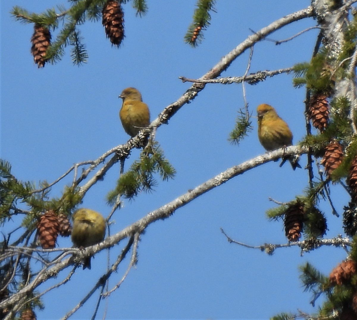 Red Crossbill - ML440167691