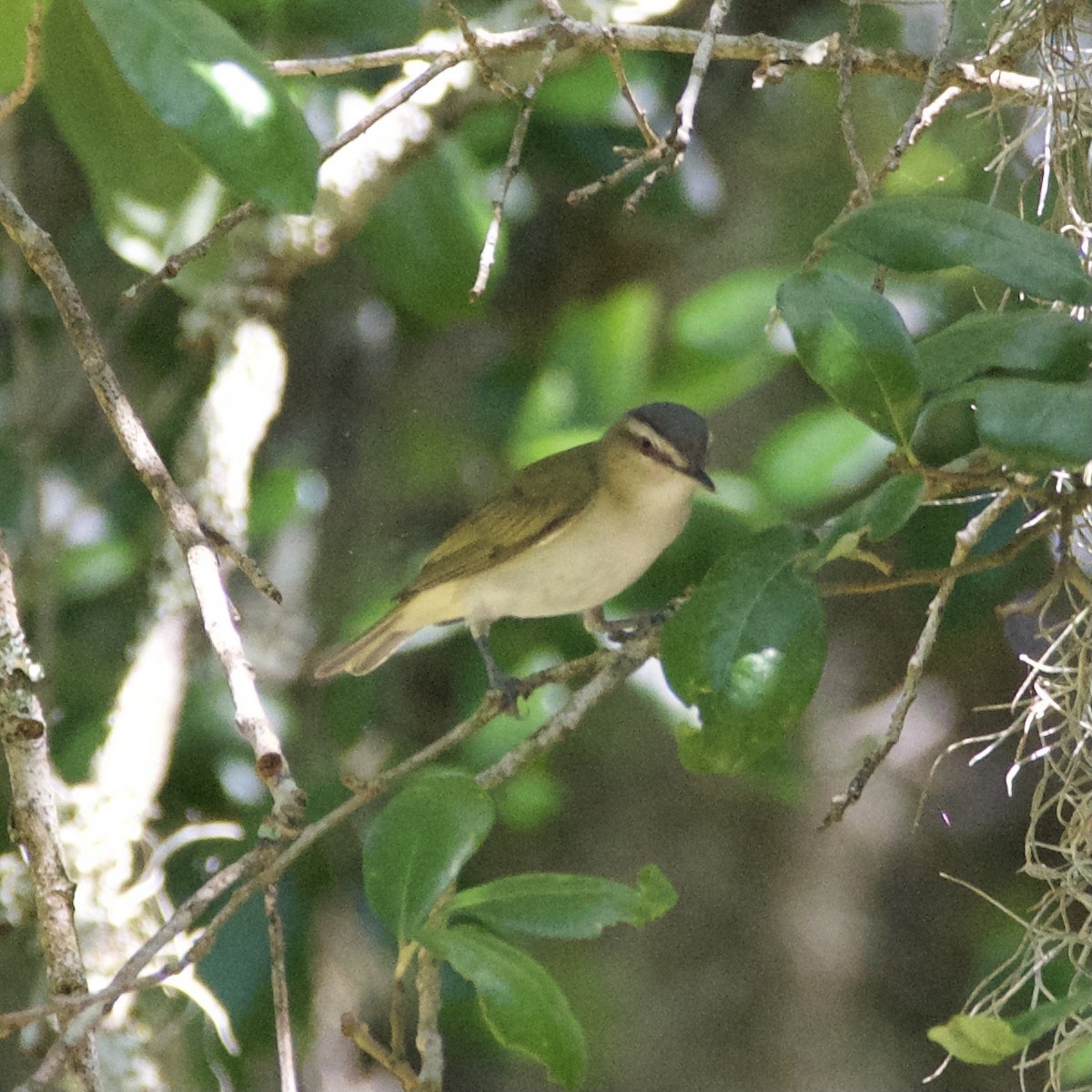 Red-eyed Vireo - ML440167701