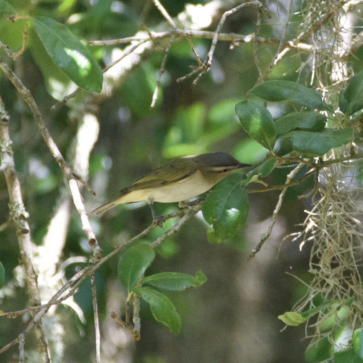 Red-eyed Vireo - ML440167731