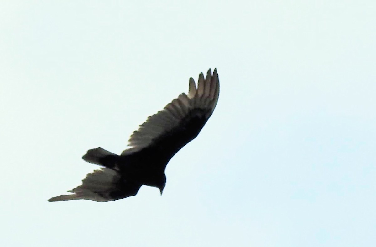Turkey Vulture - ML440168111