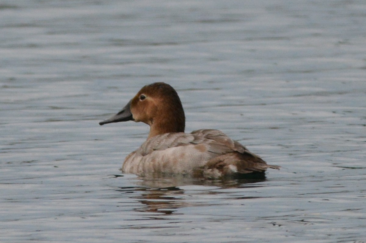 Canvasback - David Roberts