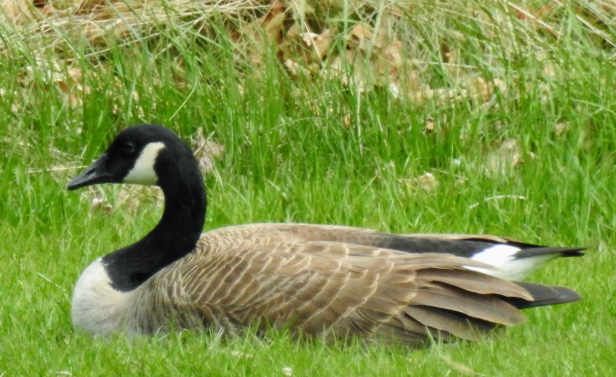 Canada Goose - ML440170361