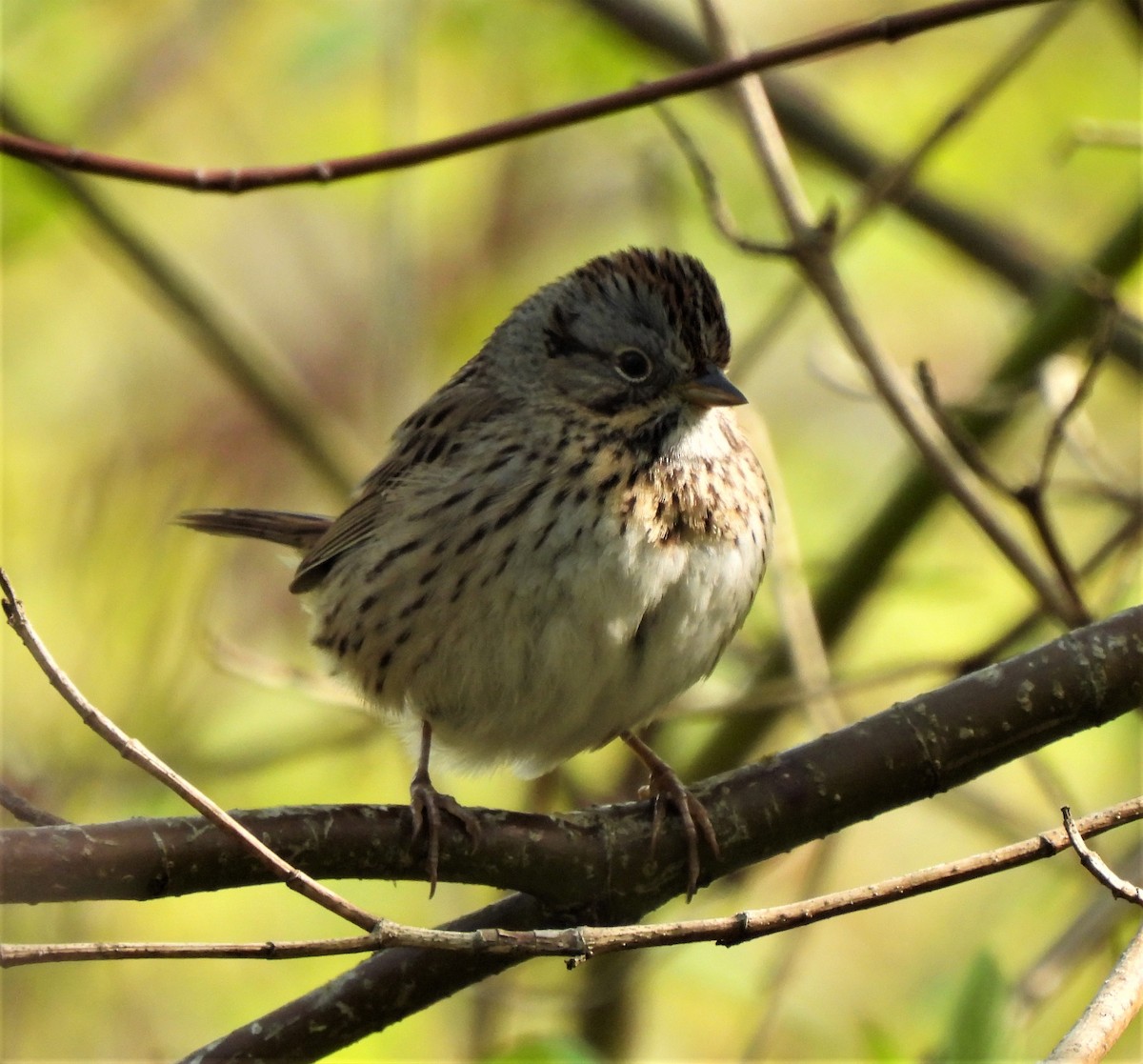 Lincoln's Sparrow - Rick Bennett