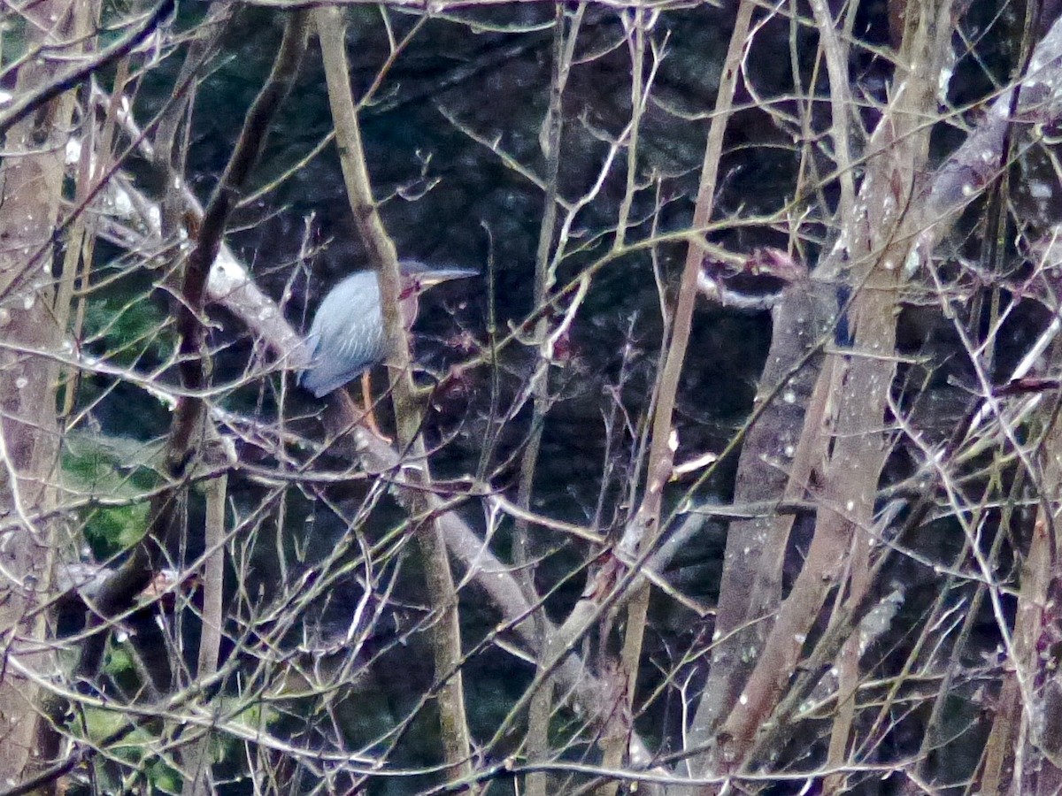 Green Heron - ML440171831