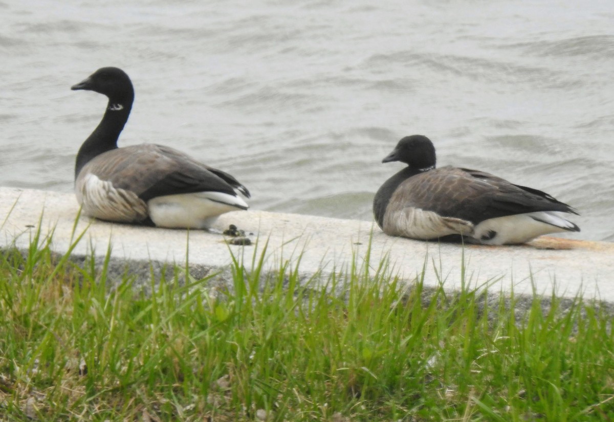 Brant - ML440172231