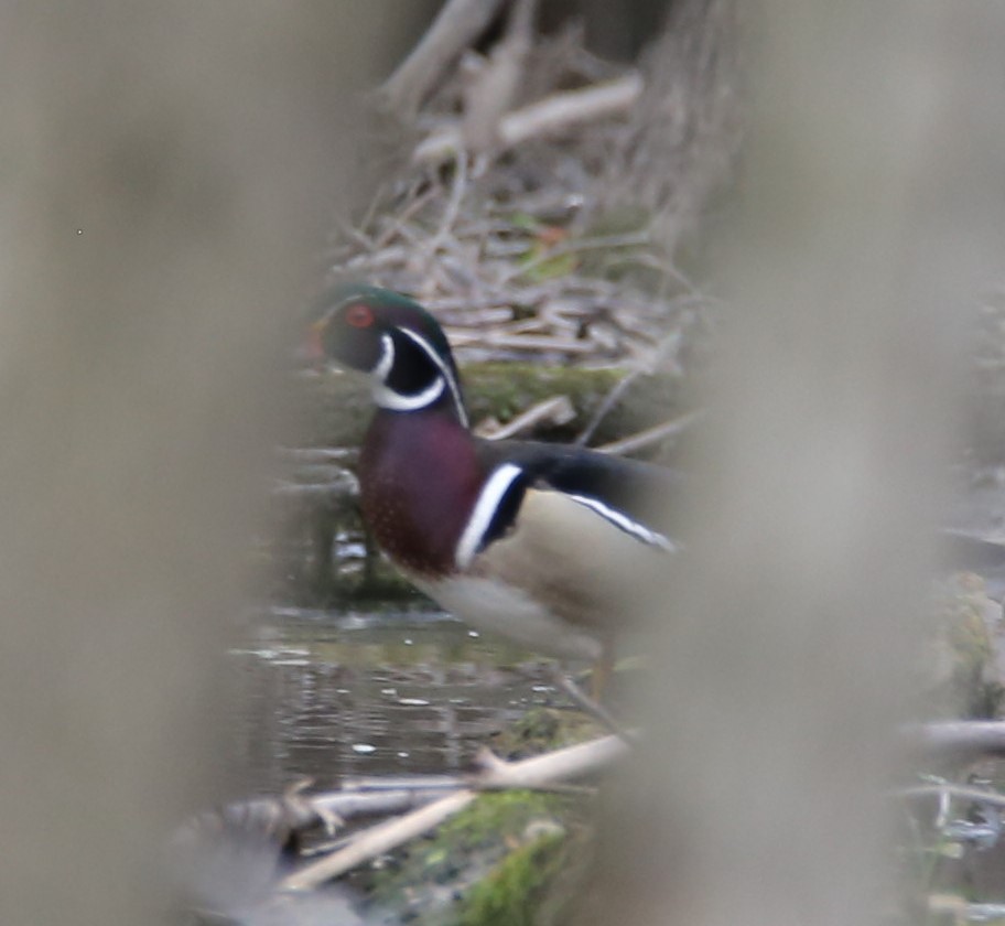 Wood Duck - ML440172851