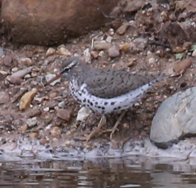 Spotted Sandpiper - ML440172981