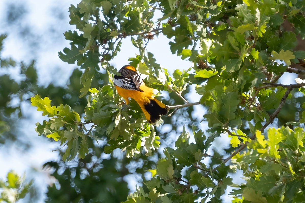 Bullock's Oriole - ML440173011