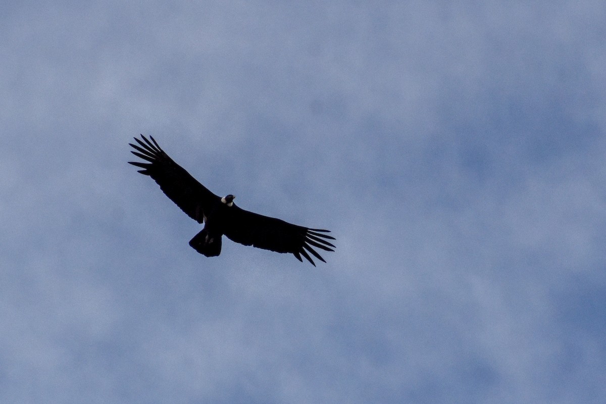 Condor des Andes - ML440173091