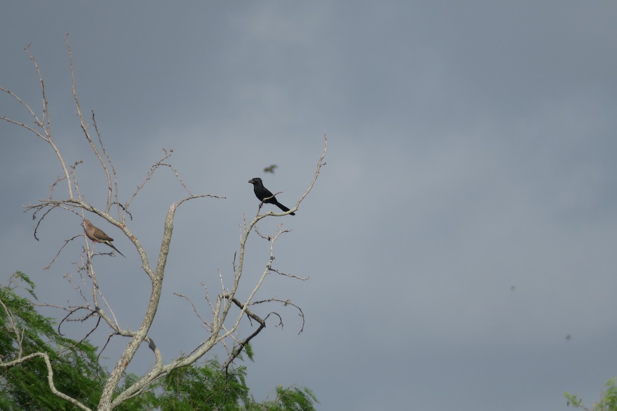 Groove-billed Ani - Baceliza Monroe