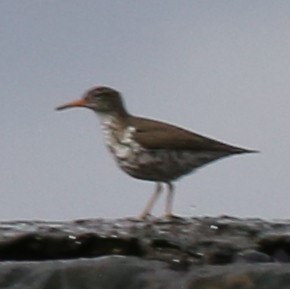 Spotted Sandpiper - ML440173201