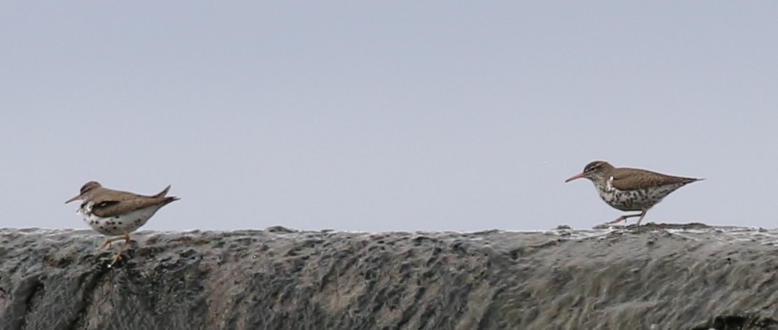 Spotted Sandpiper - ML440173531
