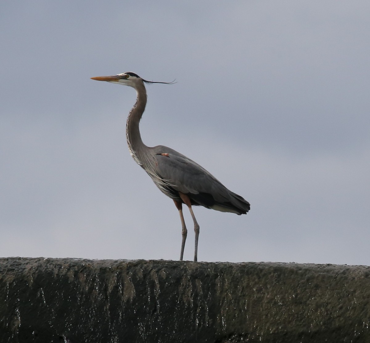 Great Blue Heron - ML440173731