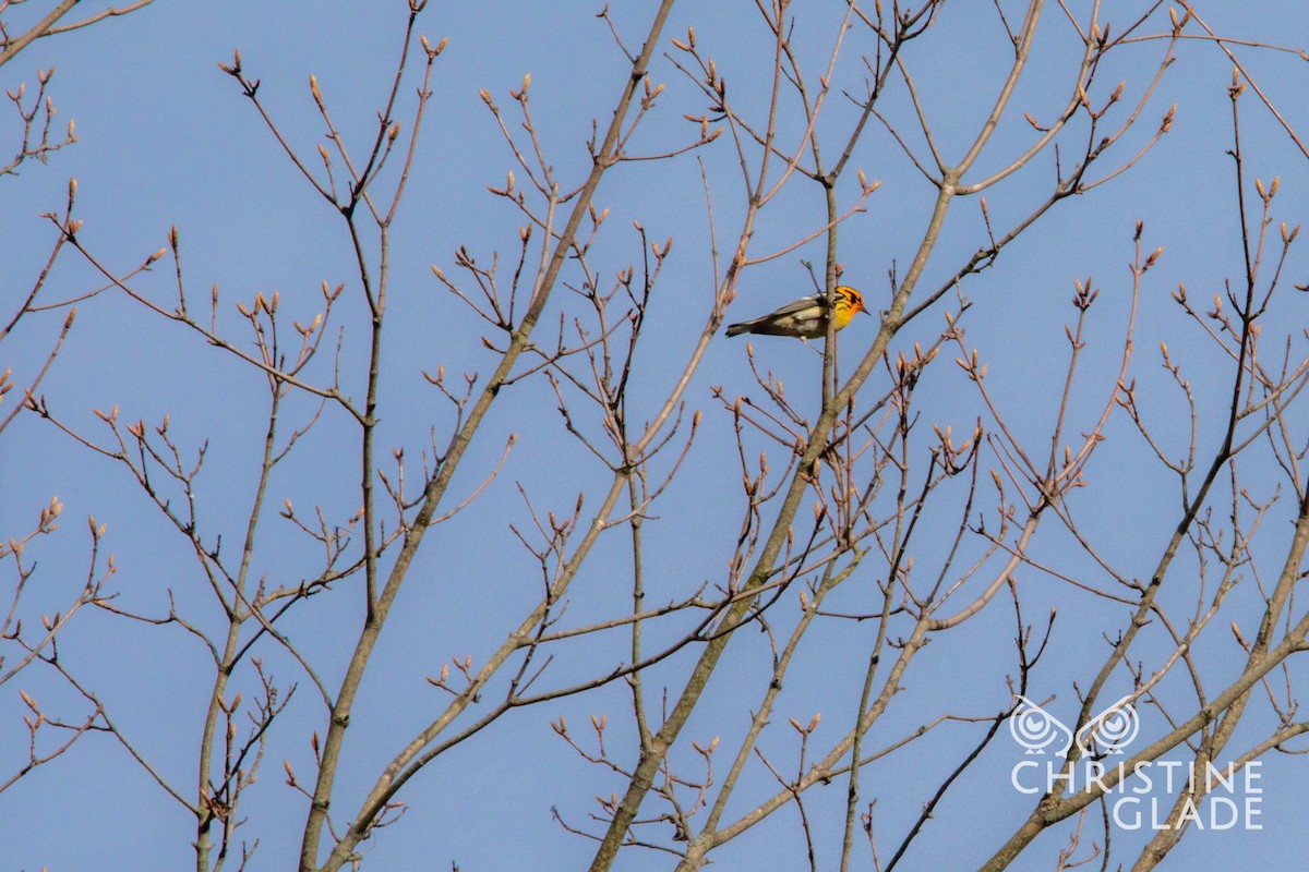 Blackburnian Warbler - ML440173801