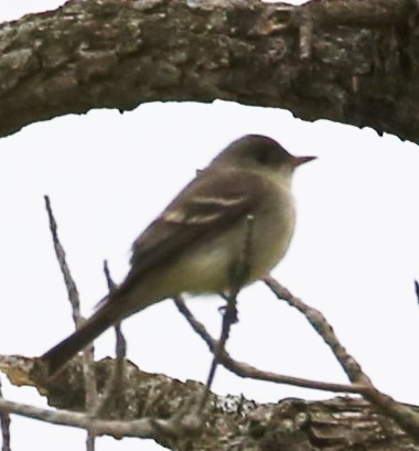 new world flycatcher sp. - ML440173891