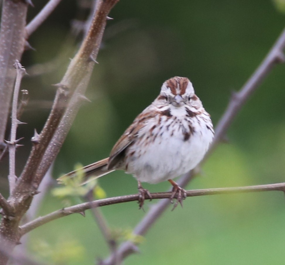 Song Sparrow - ML440174051