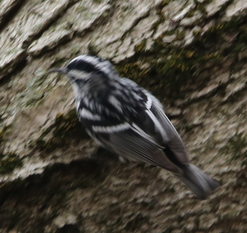 Black-and-white Warbler - ML440174261