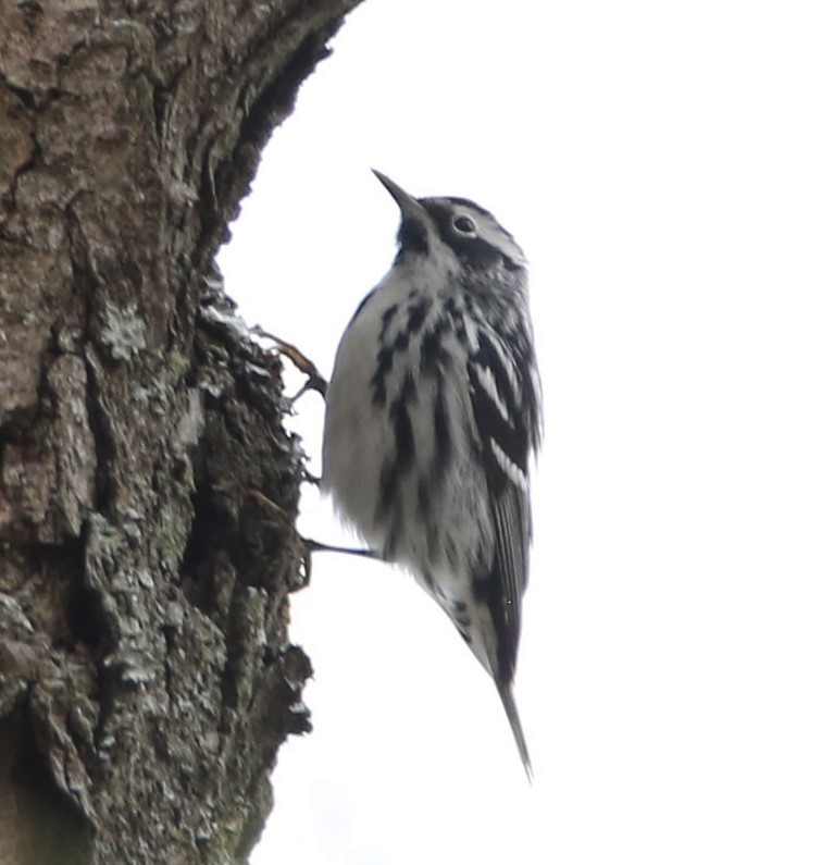 Black-and-white Warbler - ML440174401