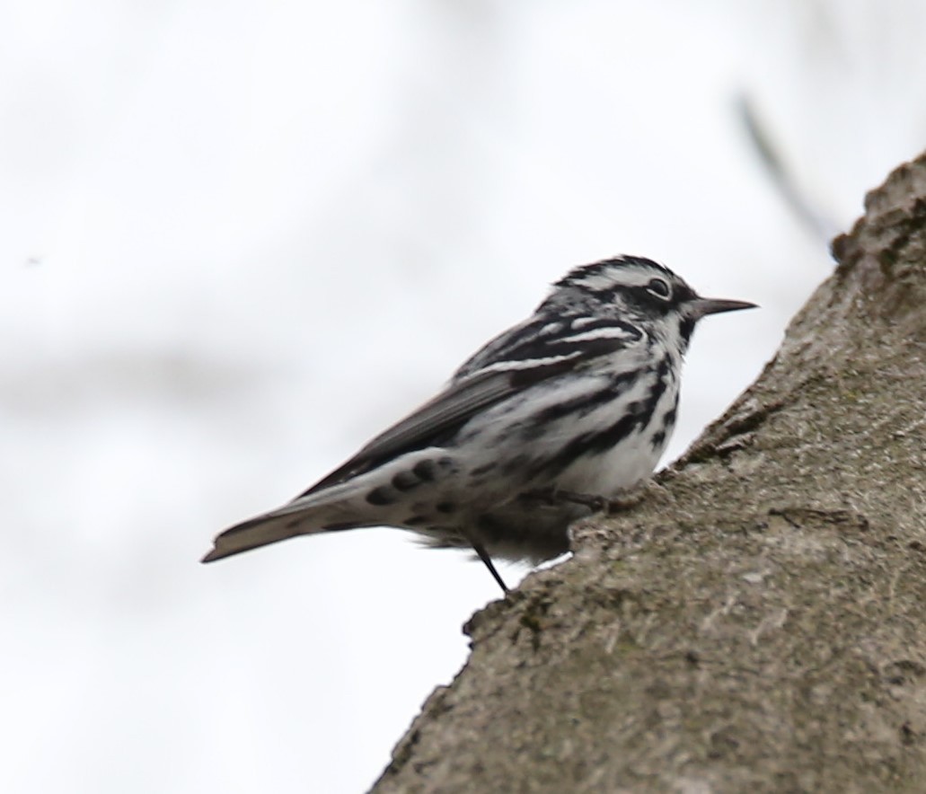 Black-and-white Warbler - ML440174581