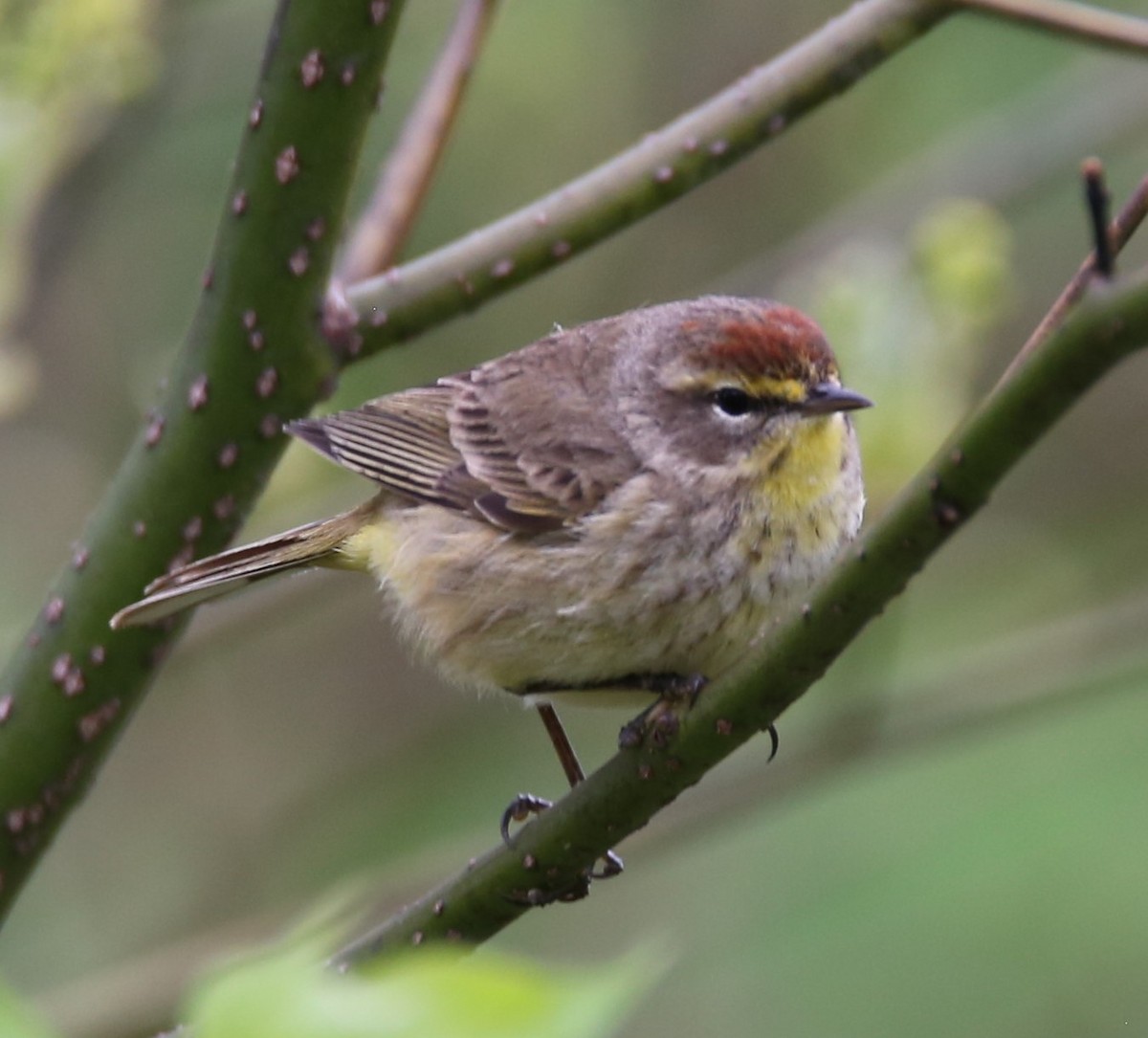 Palm Warbler - ML440174691
