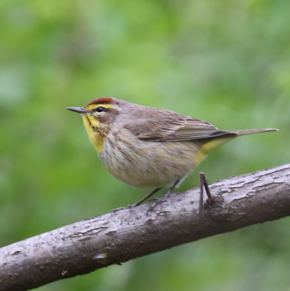 Palm Warbler - ML440174881