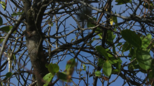 Cuban Gnatcatcher - ML440175