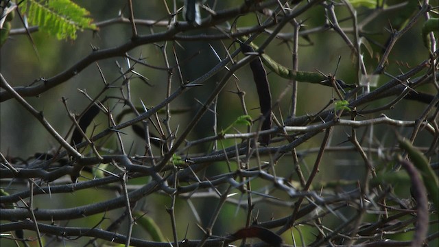 Cuban Gnatcatcher - ML440176