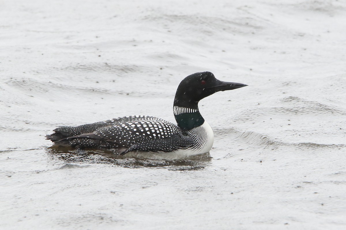 Common Loon - Gang Wu