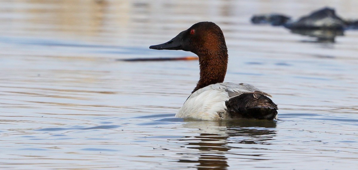 Canvasback - Lynn Duncan