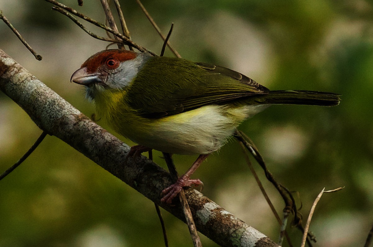 Kızıl Kaşlı Koca Vireo - ML440179931