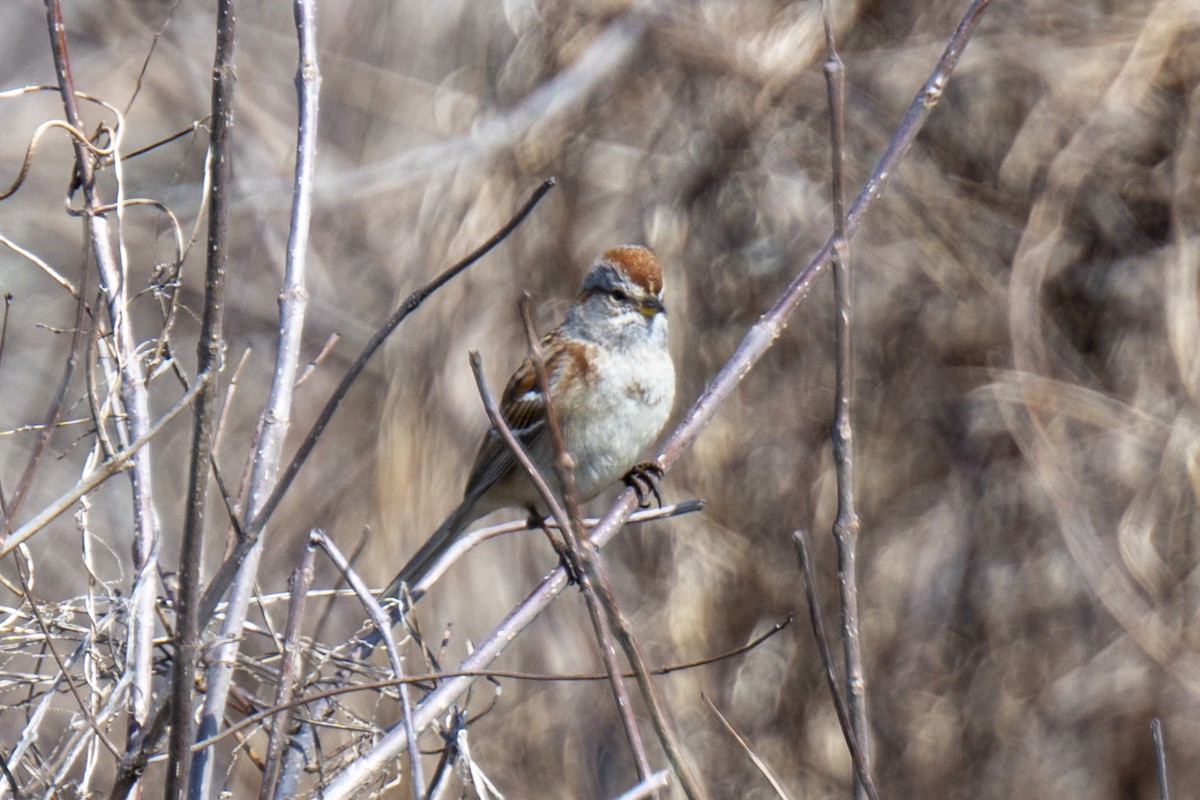 Hudson Körfezi Serçesi - ML440181381