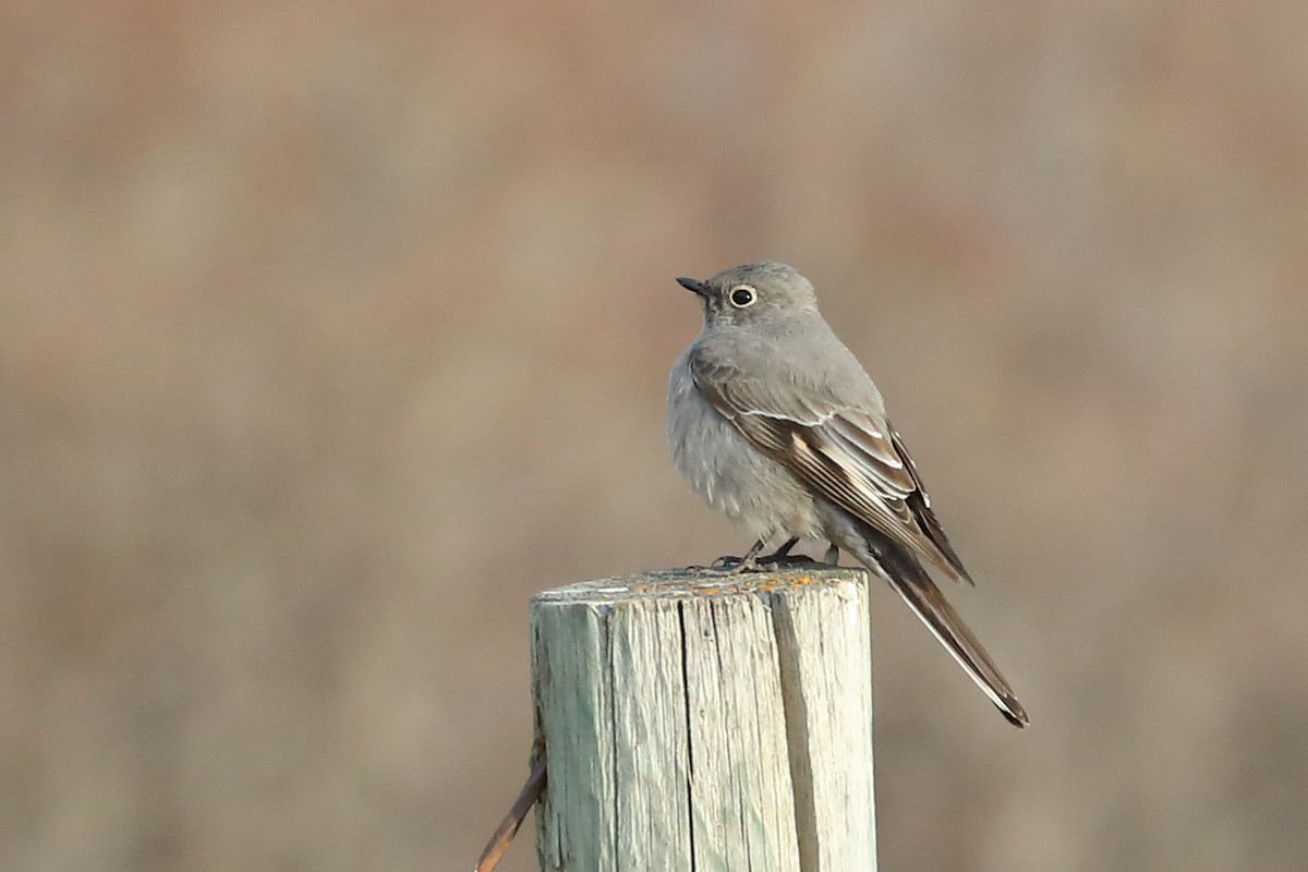 Townsend's Solitaire - ML440181921